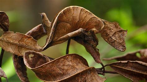 Leaf Tail Gecko – Bing Wallpaper Download