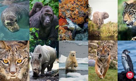 10 Animaux en Voie de Disparition — Autour des animaux