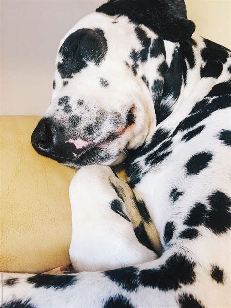 "Cute Dalmatian Dog Sleeping On An Old Sofa" by Stocksy Contributor ...