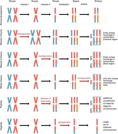 Chromosome Abnormalities List