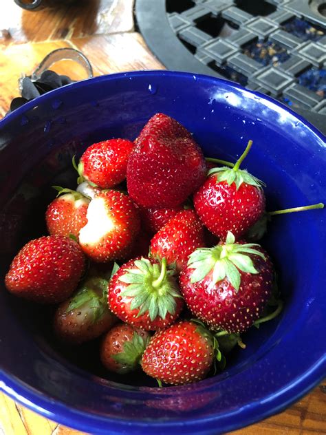 Today's strawberry harvest! : gardening