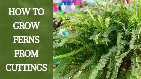 How To Grow Ferns From Cuttings [Tips & Tricks] - Gardening Tips And Tricks