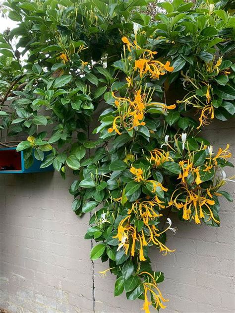 23 Different Types of Honeysuckle Varieties You Can Grow