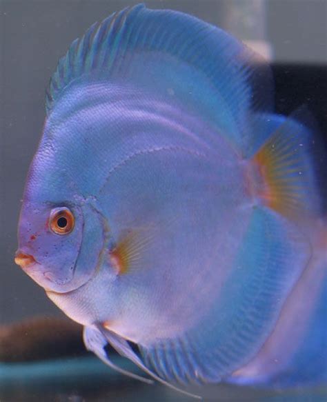 pretty colors.. | Fish pet, Discus fish, Color