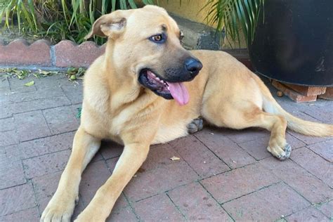 Cane Corso German Shepherd Mix: This Dog Will Fascinate You