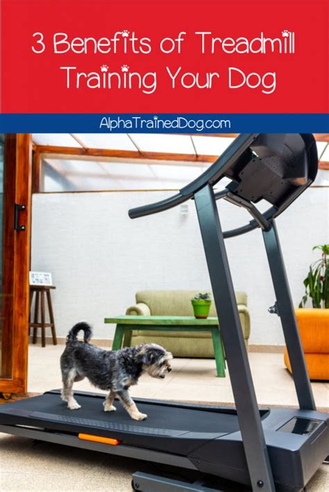 Top 3 Benefits of Treadmill Training for Dogs (+3 "Watch Outs" You Can't Miss) - Alpha Trained Dog