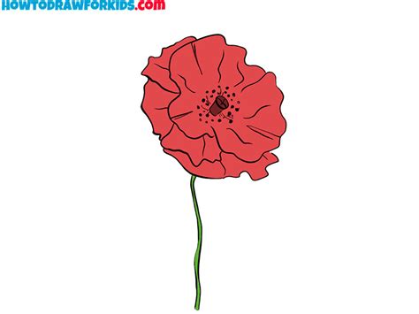 Poppy Flower Outline Drawing | Best Flower Site