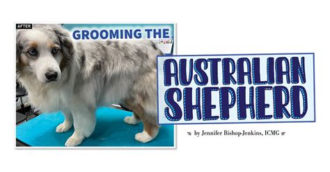 Grooming the Australian Shepherd - Groomer to Groomer