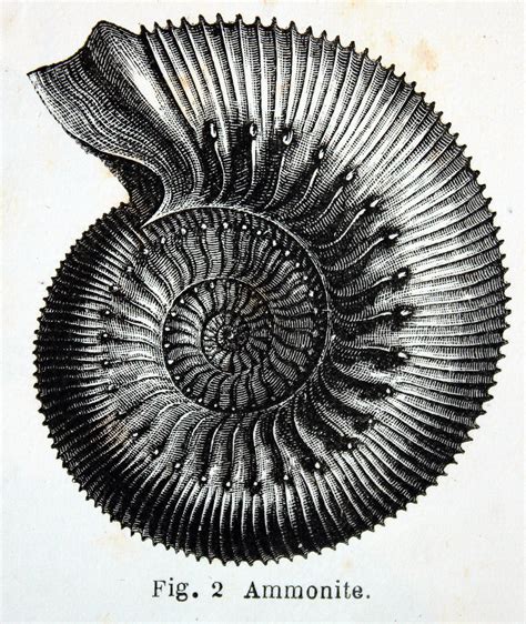 1025004 | "Ammonite". Ilustraciones de la obra : La Terre av… | Flickr