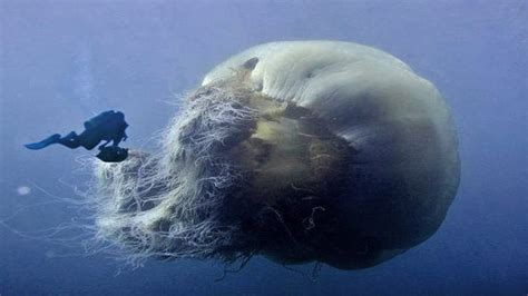 Nomura’s Jellyfish : Characteristics, alimentation habits, uses and more.