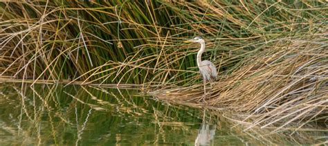 Riparian Preserve at Water Ranch | Gilbert, Arizona