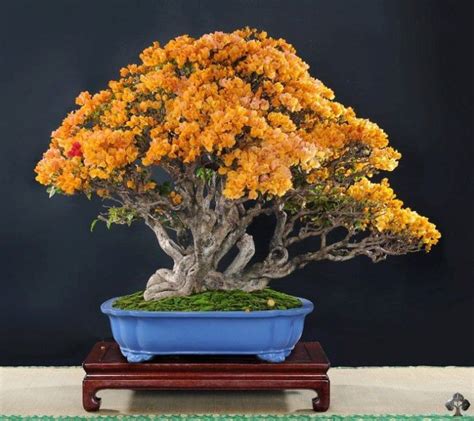 Top 10: Flowering Bonsai trees - Bonsai Empire