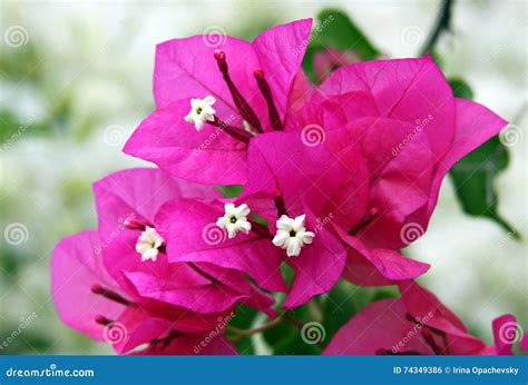 Flowers and Bracts of Bougainvillea Stock Photo - Image of bract, blooming: 74349386