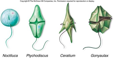 Divisions: Pyrrhophyta, Cryptophyta, Rhodophyta : Plantlet