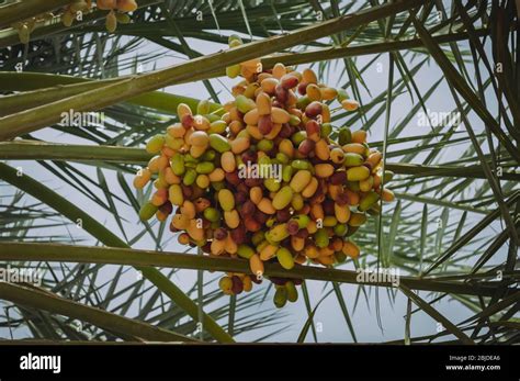 Saudi arabia dates hi-res stock photography and images - Alamy