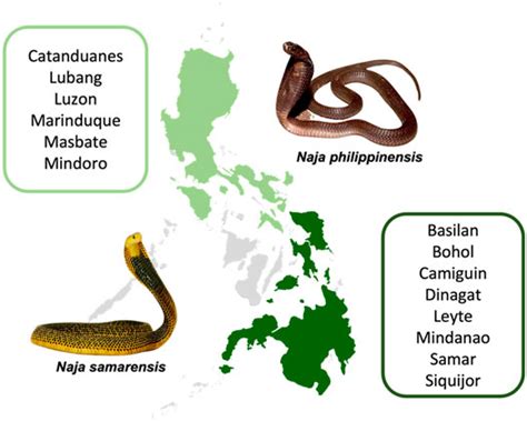 Frontiers | Snake Venom Proteomics of Samar Cobra (Naja samarensis ...