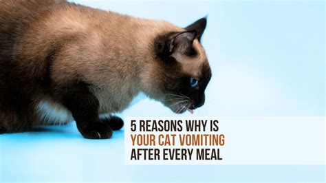 5 Reasons Why Is Your Cat Vomiting After Every Meal