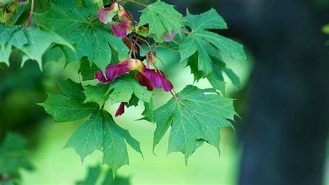 Norway Maple (Acer platanoides) - Woodland Trust