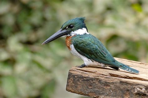 Amazon Kingfisher. | Kingfisher, Forest habitat, Common kingfisher