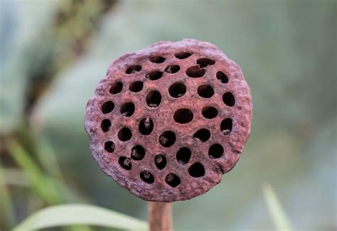 Learn About Trypophobia: The Fear of Hole - Beyondpsychub