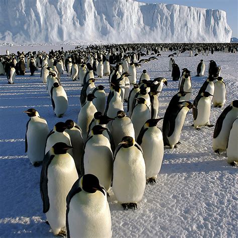 New breeding behaviour discovered in emperor penguins — Australian Antarctic Program (News 2014)