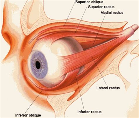 Anatomy of the Eye - American Association for Pediatric Ophthalmology ...