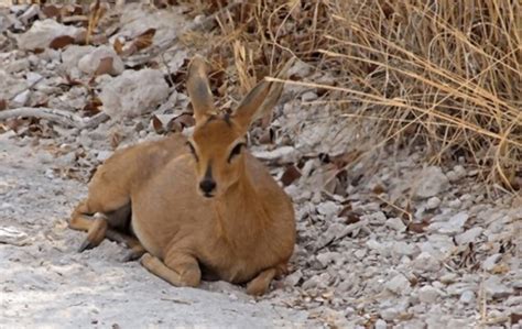 What Does Antelope Taste Like? Exploring the Flavor