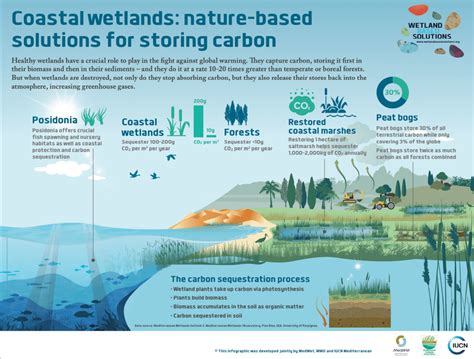 Infographics on the role of wetlands to fight climate change and biodiversity crises