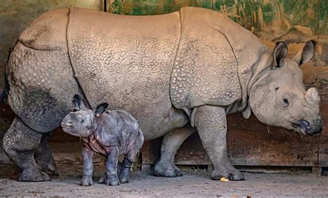 Incredible Birth of Endangered Baby Rhino is Captured on Zoo's Cameras, and Galloping Within ...