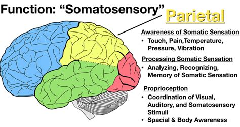 Lobes of the Brain: Cerebral Cortex Anatomy, Function, Labeled Diagram ...