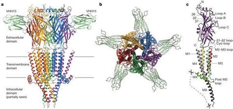 5 HT3 receptor ~ Detailed Information | Photos | Videos