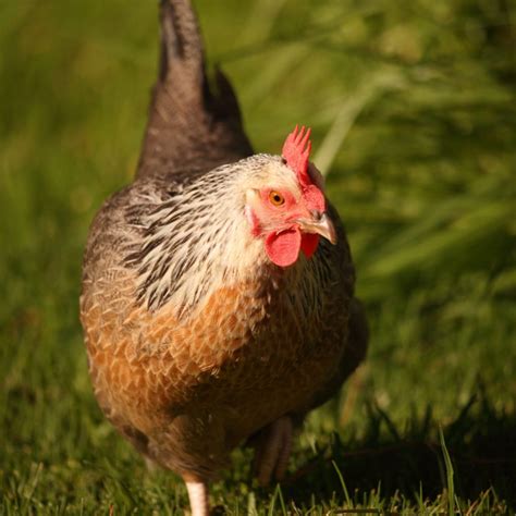 Raising Dorking Chickens - Breed Facts - ChickenCoopGuides.com