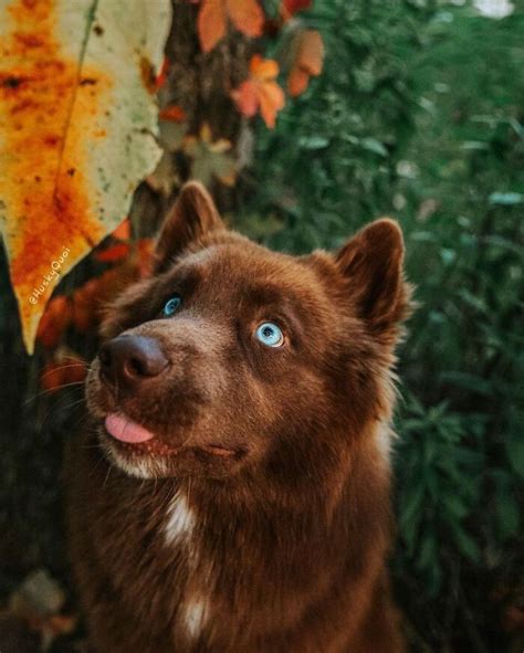 30 Photos Of A Gorgeous Brown Husky Who's Traveling Across The US With ...