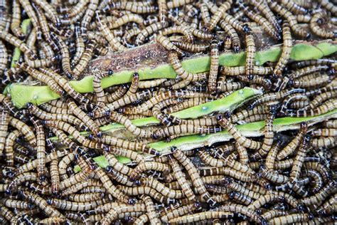 Edible worms at the market — Stock Photo © boggy22 #106748806