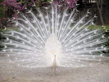 White Peacock Feathers