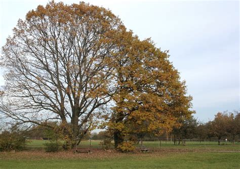 oak tree in autumn Free Photo Download | FreeImages