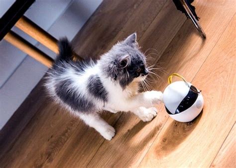 Interactive Cat Companion Robots : 'ebo' pet companion robot