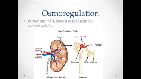 osmoregulatory function of kidney || class 10 || chapter # 11 - YouTube