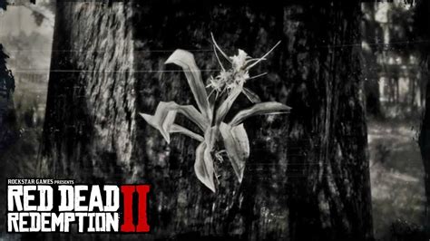 RED DEAD REDEMPTION 2 - Spider Orchid Location - YouTube