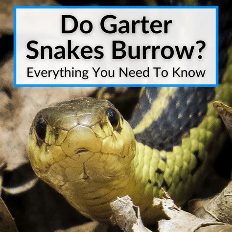 Do Garter Snakes Burrow? (Everything You Need To Know)