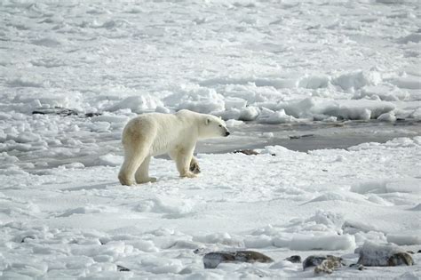 🐻‍ ️ Les ours polaires sont-ils vraiment en voie d'extinction