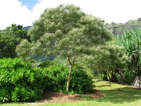 Koa Tree (Acacia Koa Tree) - EndangeredHawaiianSpecies