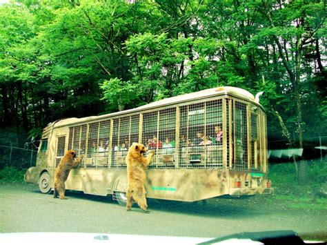 Fuji Safari Park | Safari park, Japan, Fuji