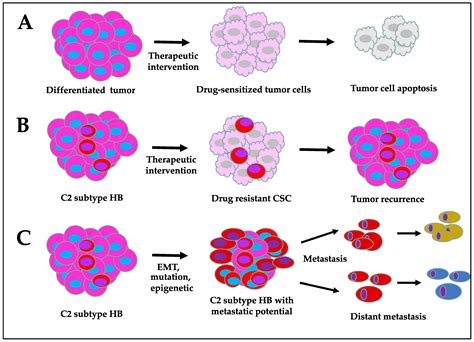 Cancer Cells Vs Regular Cells