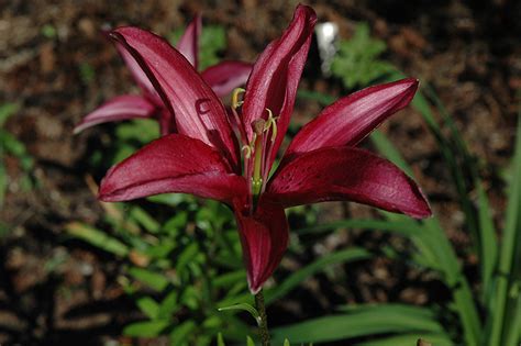 Midnight Passion Lily (Lilium 'Midnight Passion') in Issaquah Seattle ...