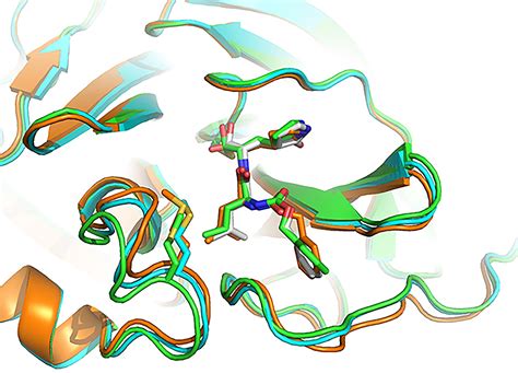 Compounds Identified That Halt COVID-19 Virus Replication by Targeting Key Viral Enzyme