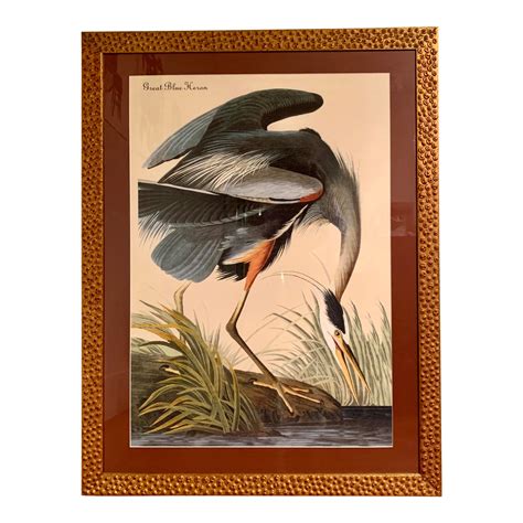 Framed Audubon Bird Print | Chairish