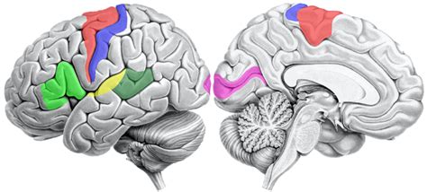 Cortical areas Diagram | Quizlet