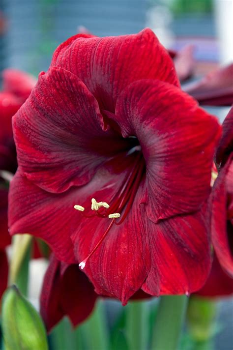 21 Stunning Amaryllis Varieties to Plant Right Now | Amaryllis flowers ...