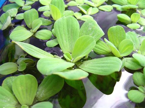 20 Dwarf Water Lettuce Babies Live Floating Aquarium Plants-- FREE ...